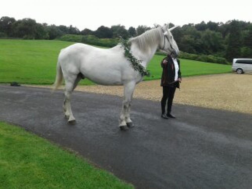 Meet The Horses  - Major  Gallery Main Photo